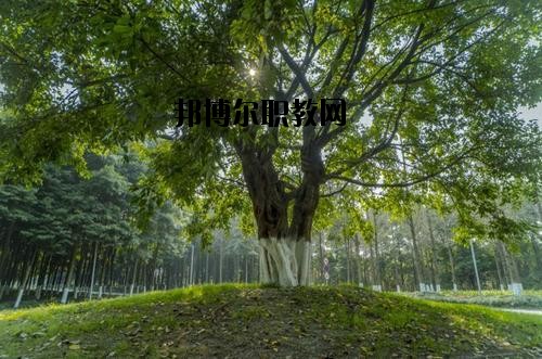 四川檔案學校2020年報名條件、招生要求、招生對象